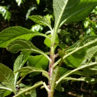 Pluchea paniculata (Willd.) Karthik. & Moorthy